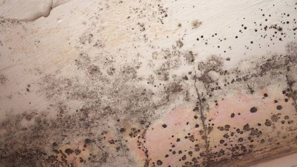 Best Attic Mold Removal  in Forestville, CA